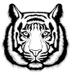 Tiger, wild big cat head.