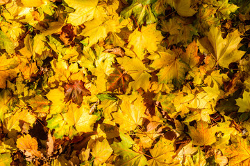 Naklejka na ściany i meble Background of the fallen yellow maple leaves. Autumn concept