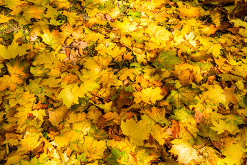 Background of the fallen yellow maple leaves. Autumn concept