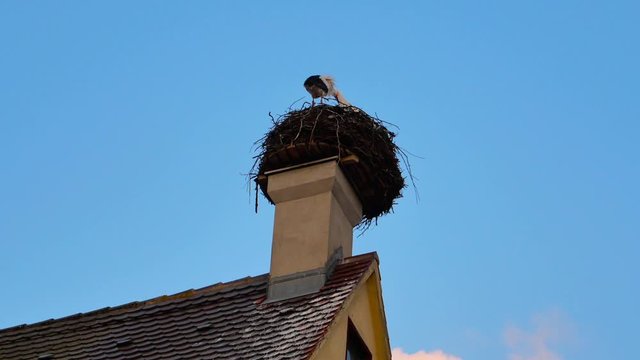 A Stork sitting in its nest on a chimney in Oettingen, Bavaria, Germany.