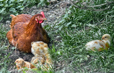 brown chicken hen with small chickens in green grass close-up