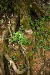 tree in the forest