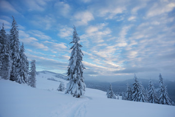 A magical winter in the Ukrainian Carpathian Mountains, on a snowy meadow with beautiful mountain lodges and spruce covered with snow, with beautiful views around