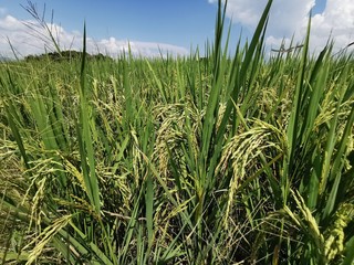 Field of rice.