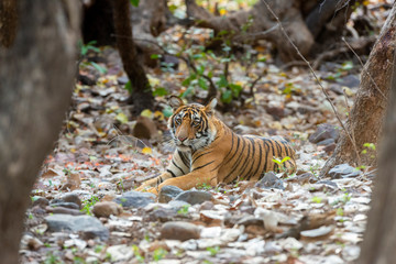 Tiger Noors Cubs  at Ranthambhore National Park,Rajasthan,India,Asia