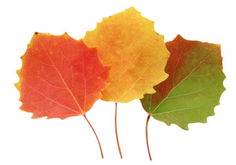 three autumn aspen leaves isolated on white