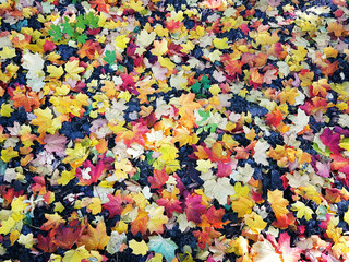 bright autumn maple leaves on the ground