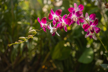 Pink and white Dendrobium orchid plant in a lush green garden