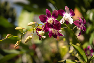 Pink and white Dendrobium orchid plant in a lush green garden