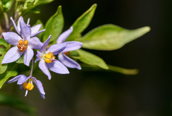         The purple and yellow flowers of a Solanum plant - green leaves at the end of a branch, with a dark-brown background.                       