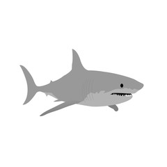 Shark vector illustration.