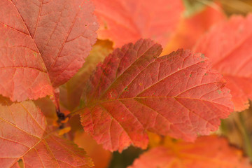 autumn bright orange foliage on a bush