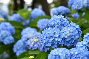 Beautiful blooming blue Hydrangea or Hortensia flowers (Hydrangea macrophylla) on blur background in summer. Nature background.