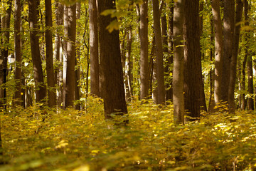 Fototapeta premium autumn forest with yellow foliage and sun flare
