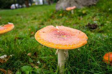 Giftige Pilze im Herbst