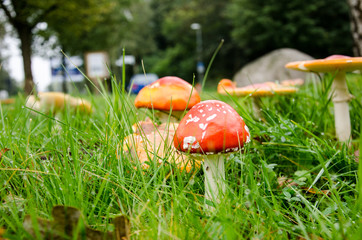 Giftige Pilze im Herbst