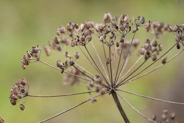 dry autumn plant with seeds