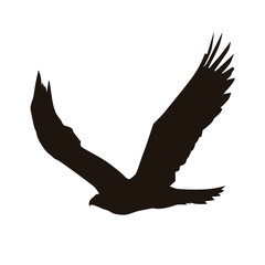 Eagle Silhouette