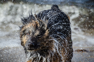 chien s'ébroue se secoue et gouttes d'eau giclent