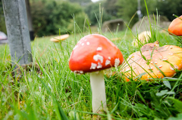 Giftige Pilze im Herbst