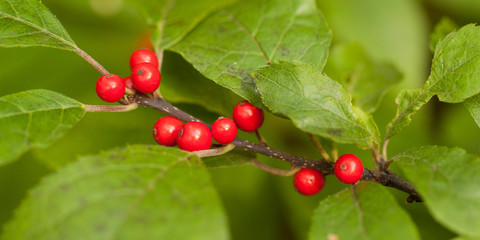 honeysuckle branch with beautiful berries