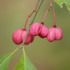 honeysuckle branch with pink flowers