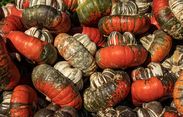 Bright orange and green Turban Squash at Farmer's market