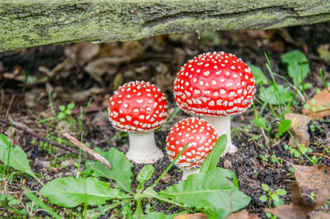 Giftige Pilze im Herbst