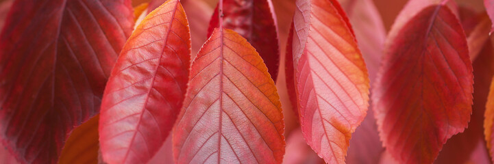 autumn red leaves hang on a branch of a tree