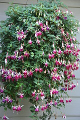 Cascading Fuchsia Hanging Basket