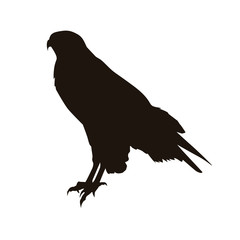 Eagle Silhouette