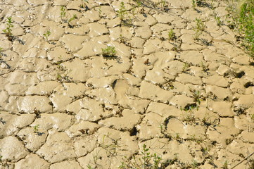Dried Mud
