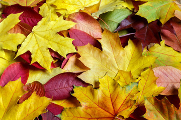 Naklejka na ściany i meble Beautiful autumn leaves of trees in red, yellow and green.