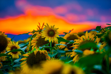 Sunflowers at the sunset