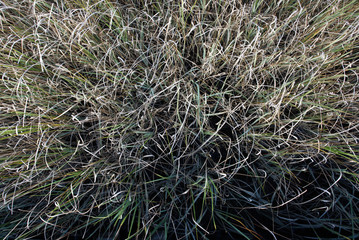 Top view of grass from swamp