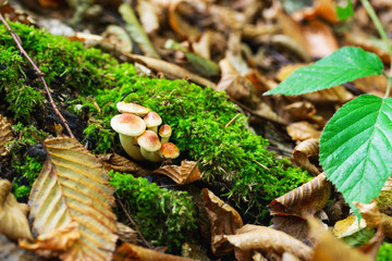 A small family of forest mushrooms in the moss