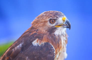 Red-tailed hawk or Buteo jamaicensis