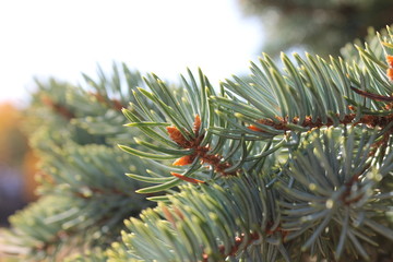 Naklejka na ściany i meble Needle branches of a young pine.
