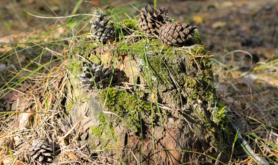 Cones lie on a stump covered with moss.