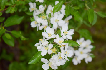 Obraz na płótnie Canvas White and Yellow Apple Flowers