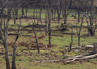 Alert Spotted Deers at Ranthambhore National Park,Rajasthan,India,Asia