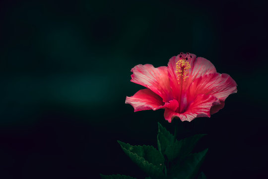 Pink hibiscus flower on tree 