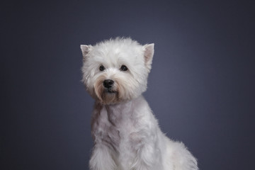little dog breed west highland white terrier on grey background, close-up studio shot.	