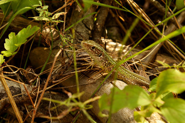 Lizzard