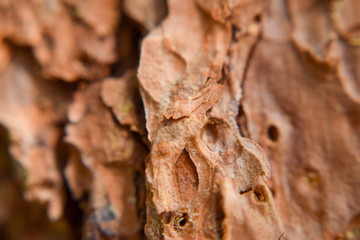 Macro Bark