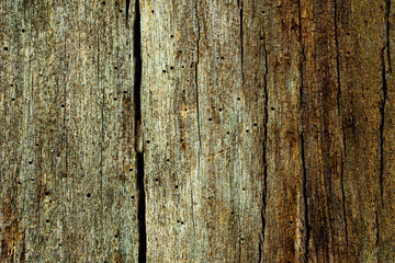 Grunge texture of old and rotten wood