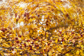 Red fruits of hawthorn. Yellow leaves. Autumn background.