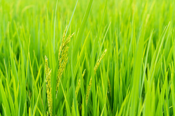 Fototapeta na wymiar Rice field, with yellow rice seed ripe and green leaves.