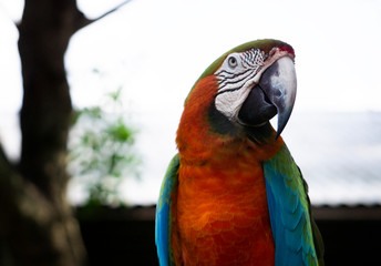 macaw parrot
