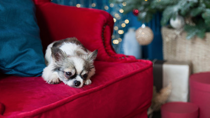 Fototapeta na wymiar Chihuahua dog near Cristmas Tree, presents and lights in hotel or home living room with fireplace and classic chair. Interior with colours Valiant Poppy and Nebulas Blue.